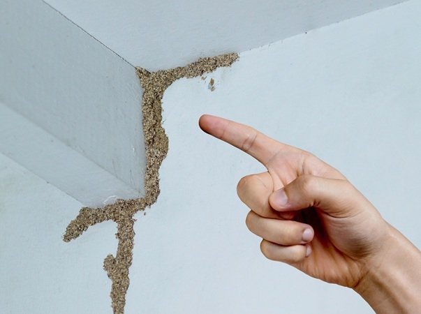 Ghaziabad Pest Control | +91 7011353628
