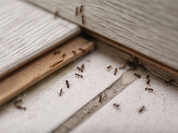 Ghaziabad Pest Control | +91 7011353628