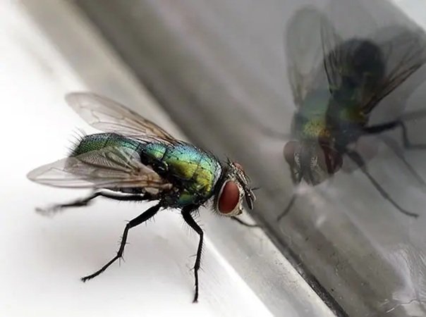 Ghaziabad Pest Control | +91 7011353628